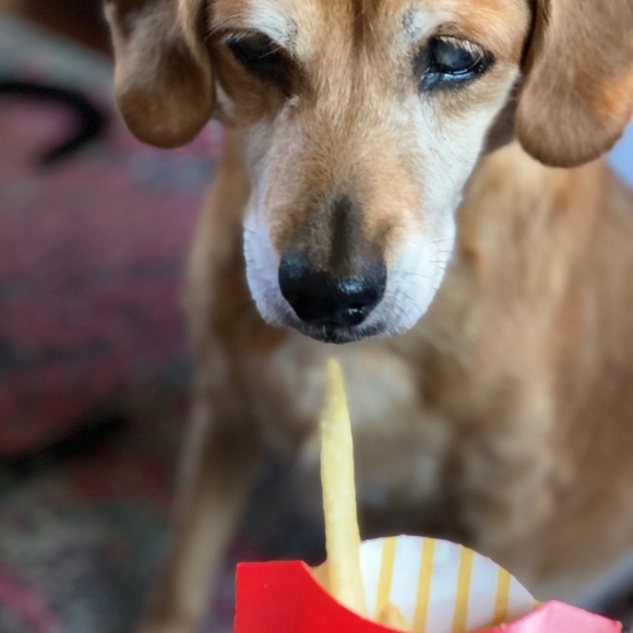 R.I.P. Junebug 😭 01/28/21 - Picture 16 of 16